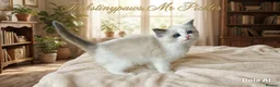 Ragdoll cats for sale: Ragdoll show /stud  - Advert 2