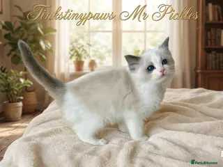 Ragdoll cats Ragdoll show /stud - Advert 4