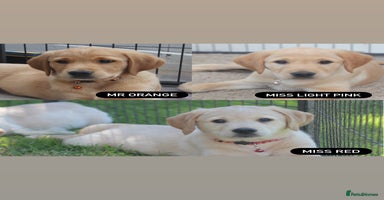 Goldador dogs in Garndolbenmaen - Advert 4