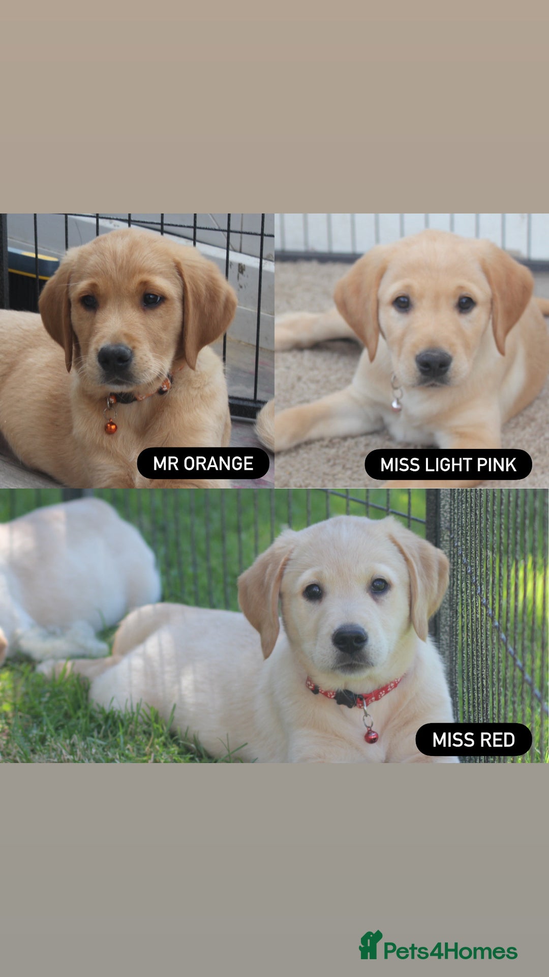 Goldador dogs for sale: Beautiful Goldador Puppies in Garndolbenmaen - Image 2