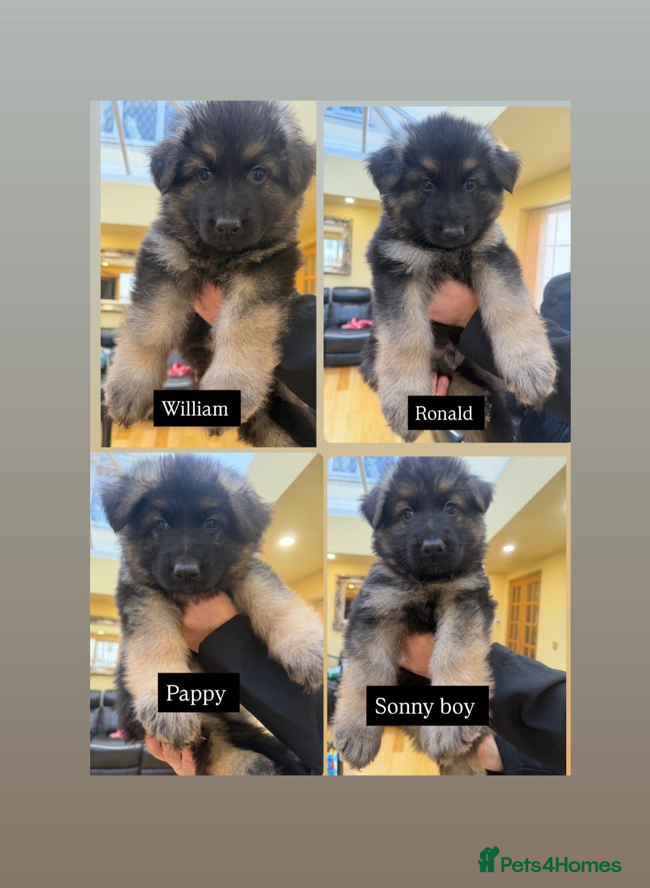 German Shepherd dogs KC reg German shepherd puppies  - Advert 2
