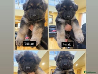 German Shepherd dogs KC reg German shepherd puppies - Advert 2