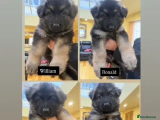 German Shepherd dogs KC reg German shepherd puppies - Advert 4