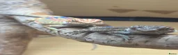 Bearded Dragon reptiles for sale: Stunning baby bearded dragons - Advert 10