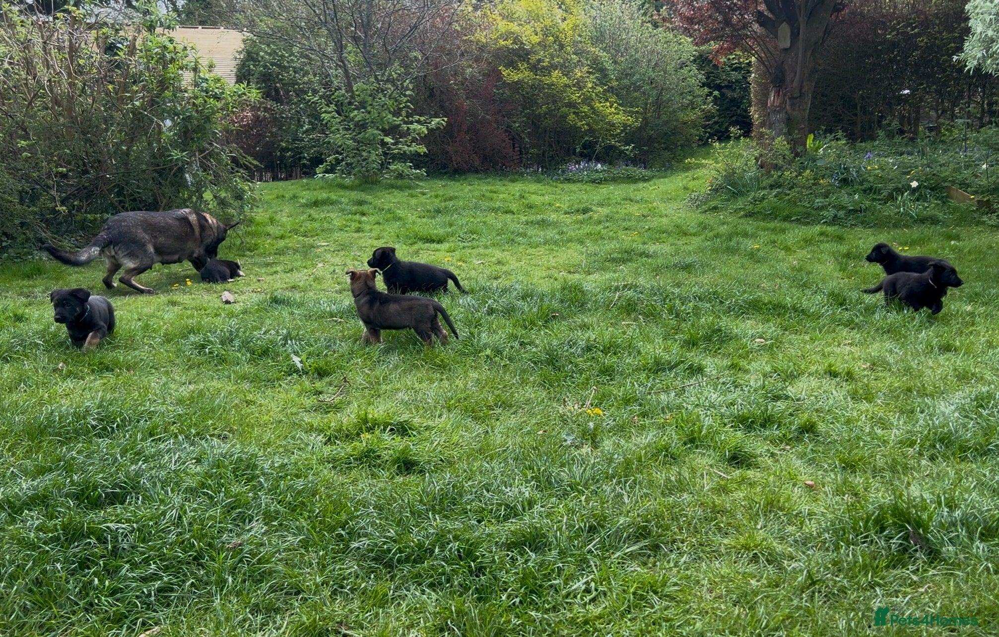 German Shepherd dogs Straight Back w/line German Shepherd puppies - Advert 16