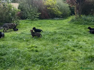 German Shepherd dogs Straight Back w/line German Shepherd puppies - Advert 16