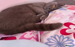 British Shorthair cats for sale: “Blue” British shorthair female  - Image 3