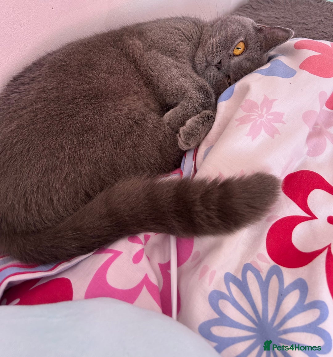 British Shorthair cats for sale: “Blue” British shorthair female  - Image 3