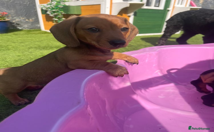Miniature Dachshund dogs - Advert 7