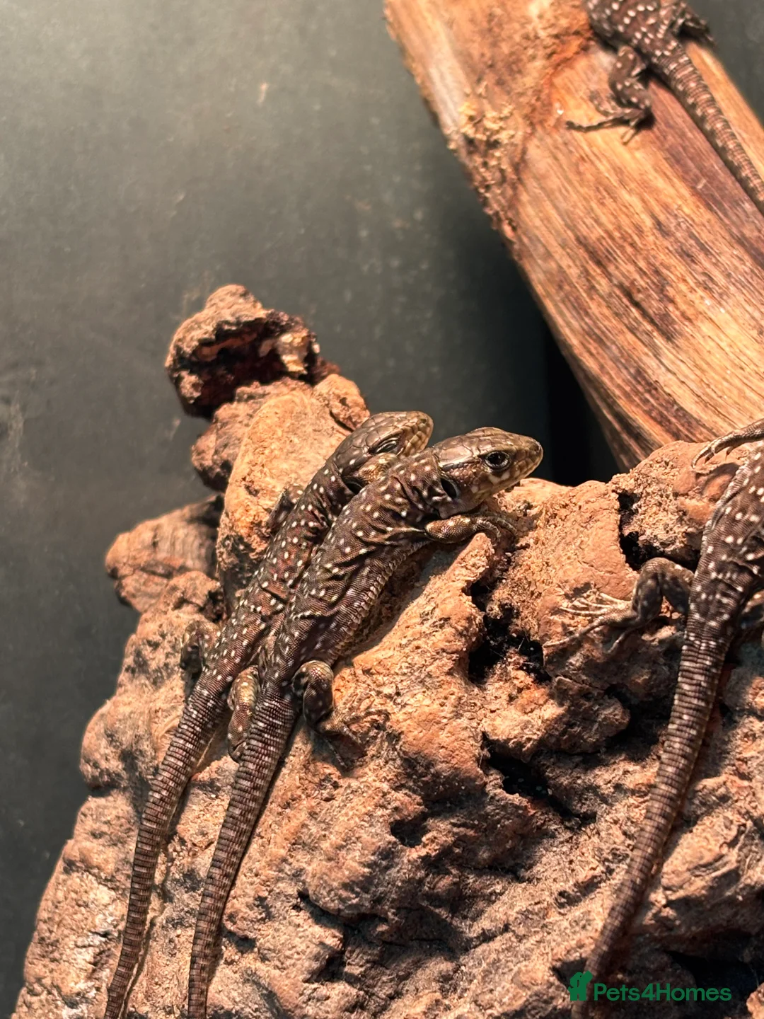Lizard reptiles for sale: Baby jewelled lacerta  european eyed lizards - Advert 7