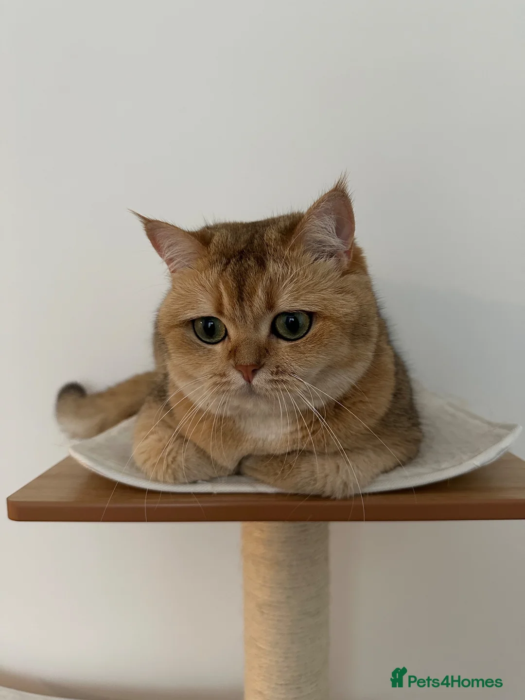 British Shorthair cats for sale: Beautiful golden BSH looking for a loving home - Advert 3