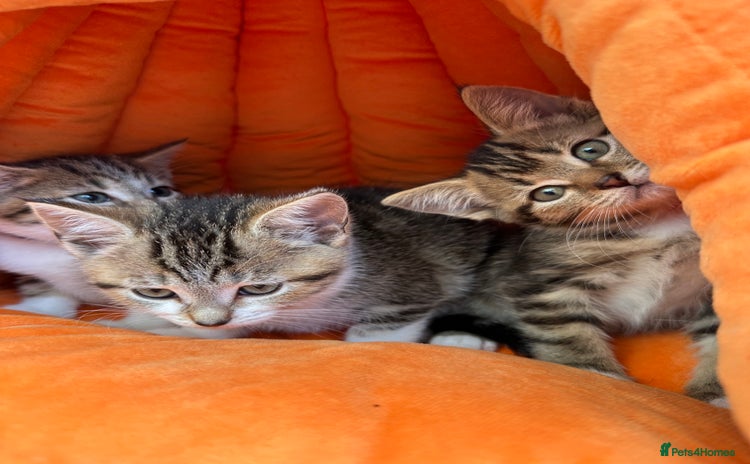 Mixed Breed cats - Advert 5