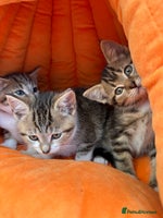 Mixed Breed cats - Advert 11