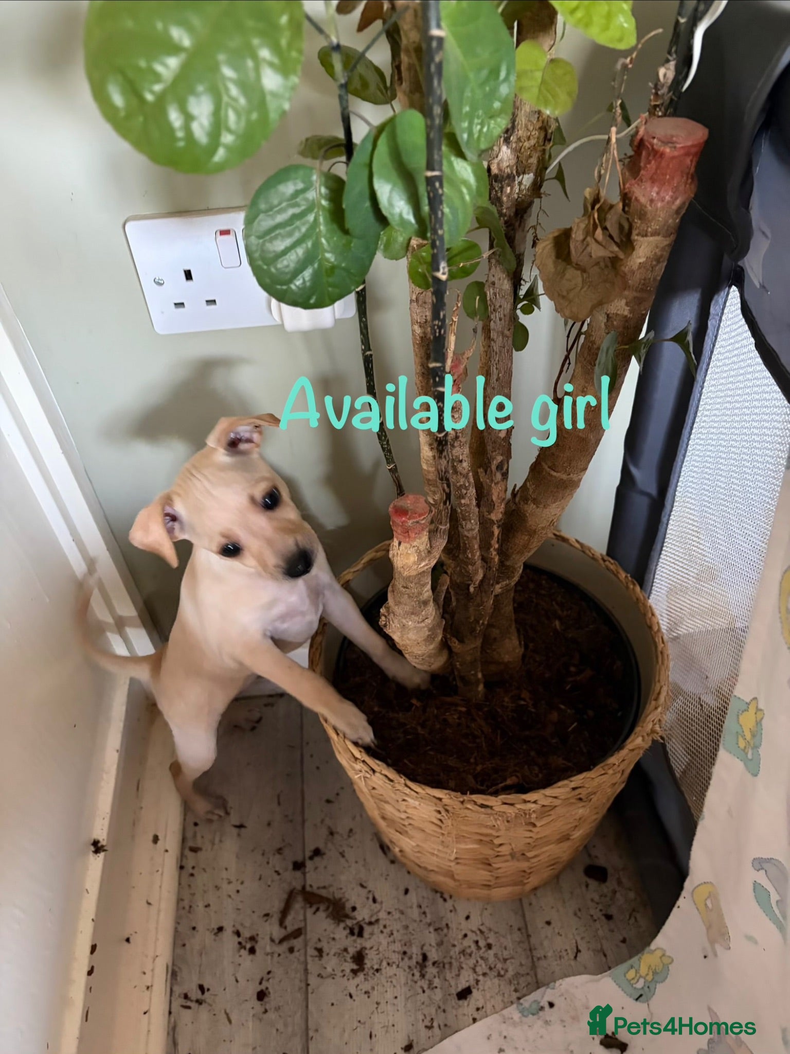 Italian Greyhound dogs Italian Greyhound pups  - Advert 3