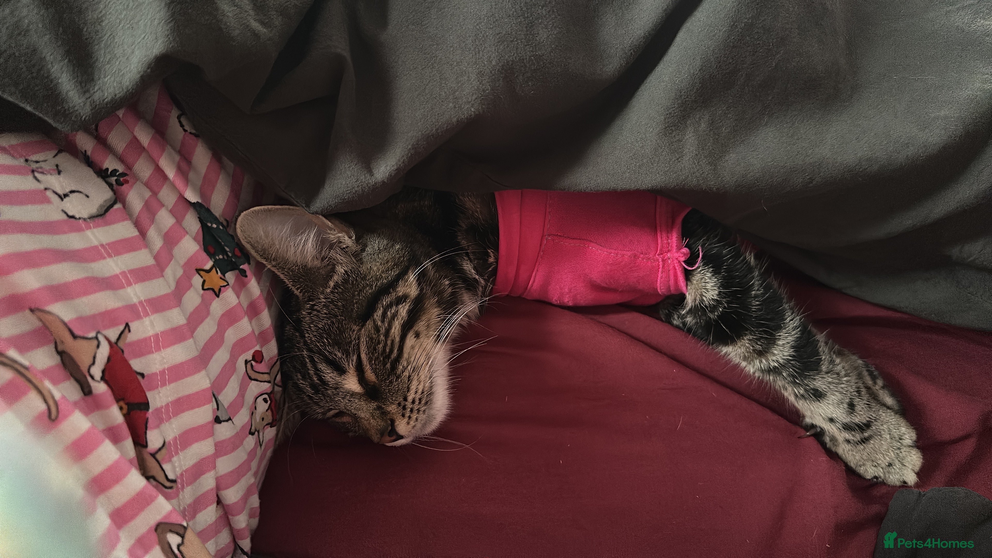 Mixed Breed cats Kitten for re homing  - Advert 16