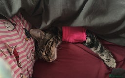 Mixed Breed cats for sale: Kitten for re homing  - Advert 1