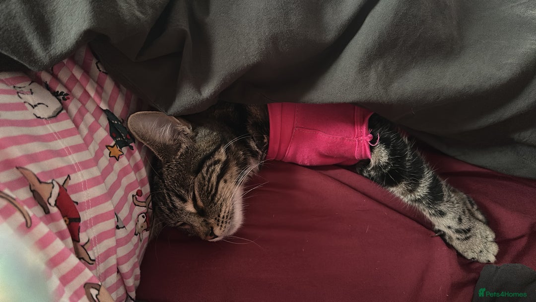 Mixed Breed cats for sale: Kitten for re homing  - Advert 1