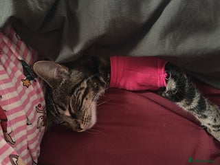 Mixed Breed cats for sale: Kitten for re homing - Advert 1