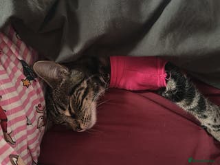 Mixed Breed cats Kitten for re homing - Advert 13