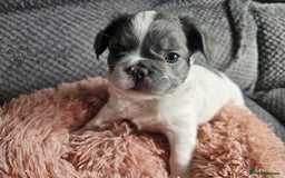 French Bulldog dogs for sale: Beautiful Fluffy French bulldogs - Image 8