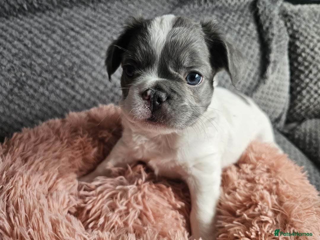 French Bulldog dogs for sale: Beautiful Fluffy French bulldogs - Image 8