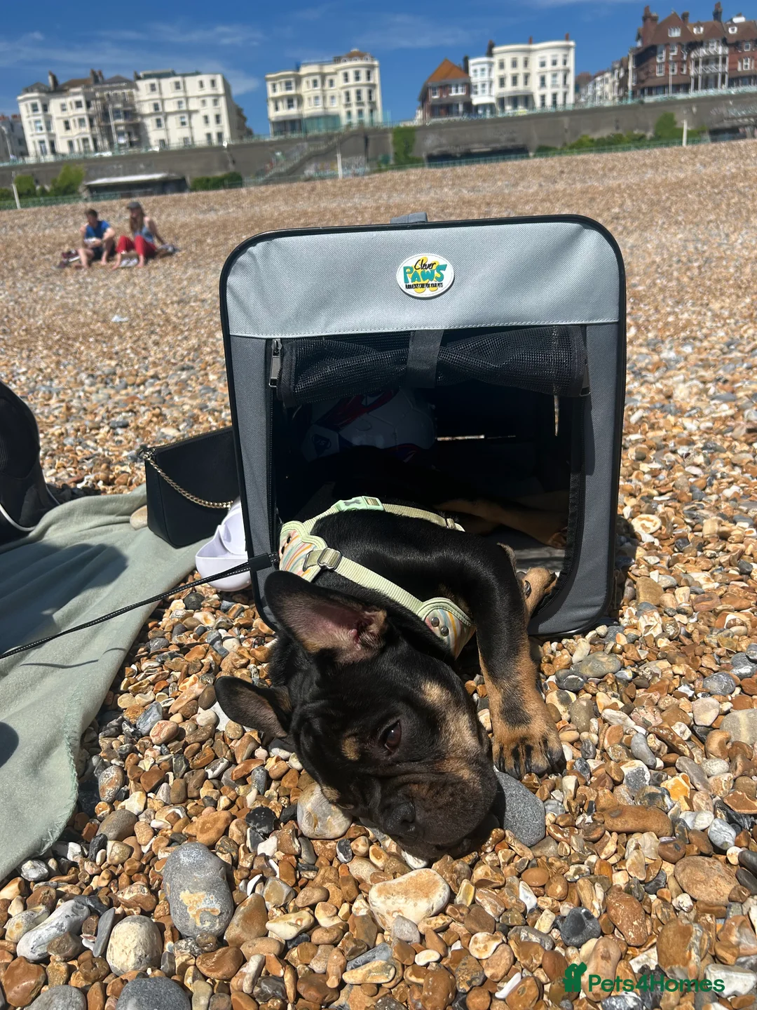 French Bulldog dogs for sale: Black and Tan French Bulldog in Aldershot - Advert 13