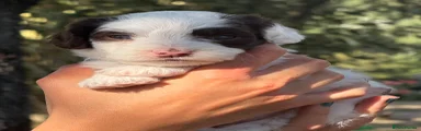 Cockapoo 4