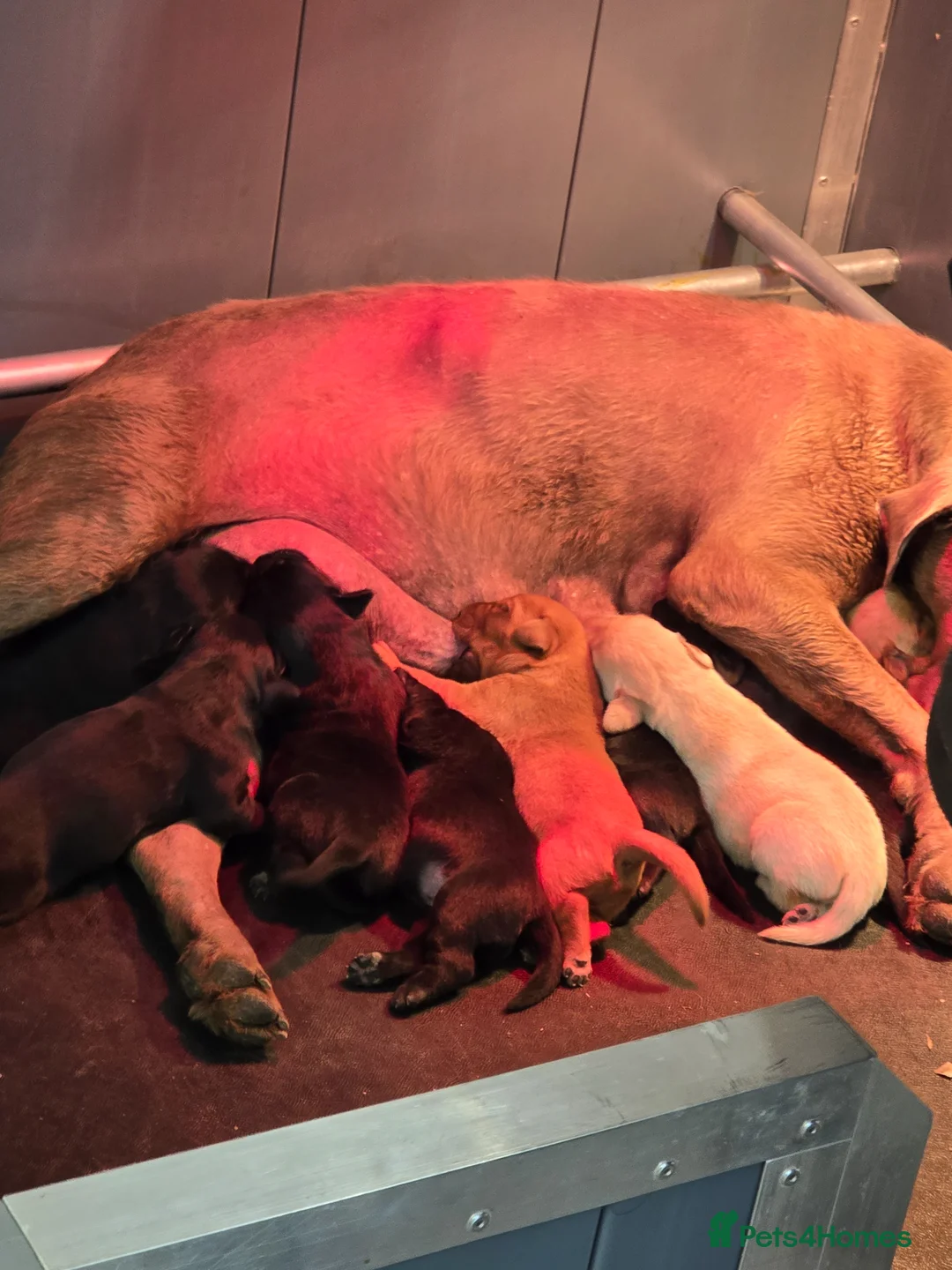 Labrador Retriever dogs for sale: Beautiful litter of puppies for sale - Advert 4