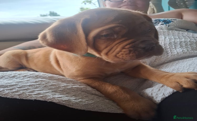 Dogue De Bordeaux dogs - Advert 1