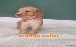 Cocker Spaniel dogs for sale: Beautiful cocker spaniel puppies - Image 37