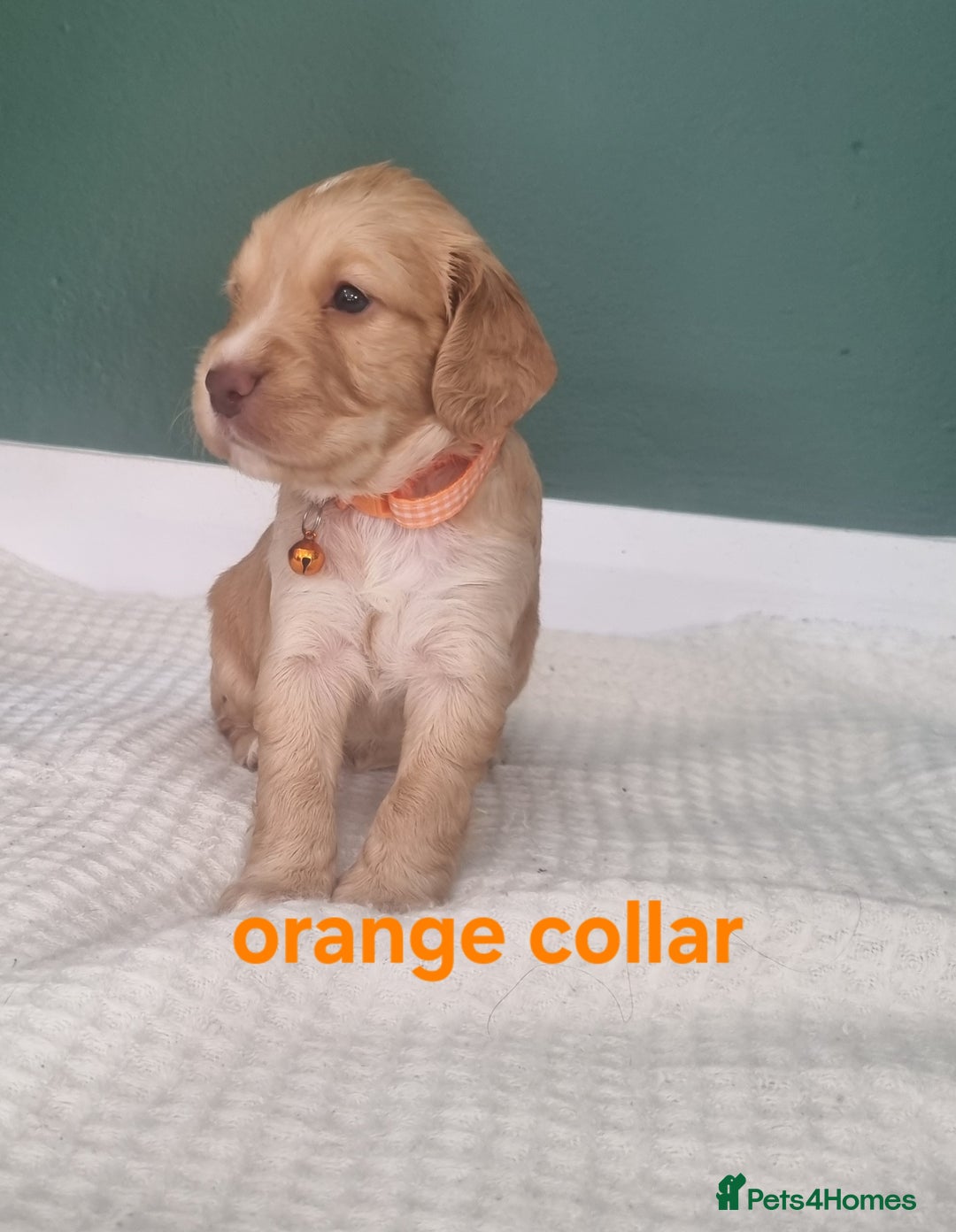 Cocker Spaniel dogs for sale: Beautiful cocker spaniel puppies - Image 37