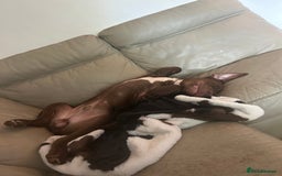 Mixed Breed dogs for sale: 8 month old male staffy x American bulldog  - Advert 7