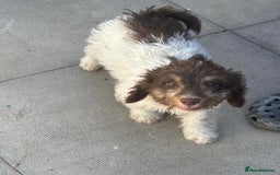 Cockapoo dogs for sale: 1 male cockapoo puppy  - Image 11