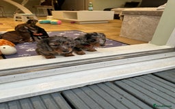 Dachshund dogs for sale: KC reg. Long hair miniature Dachshund puppies  - Image 17