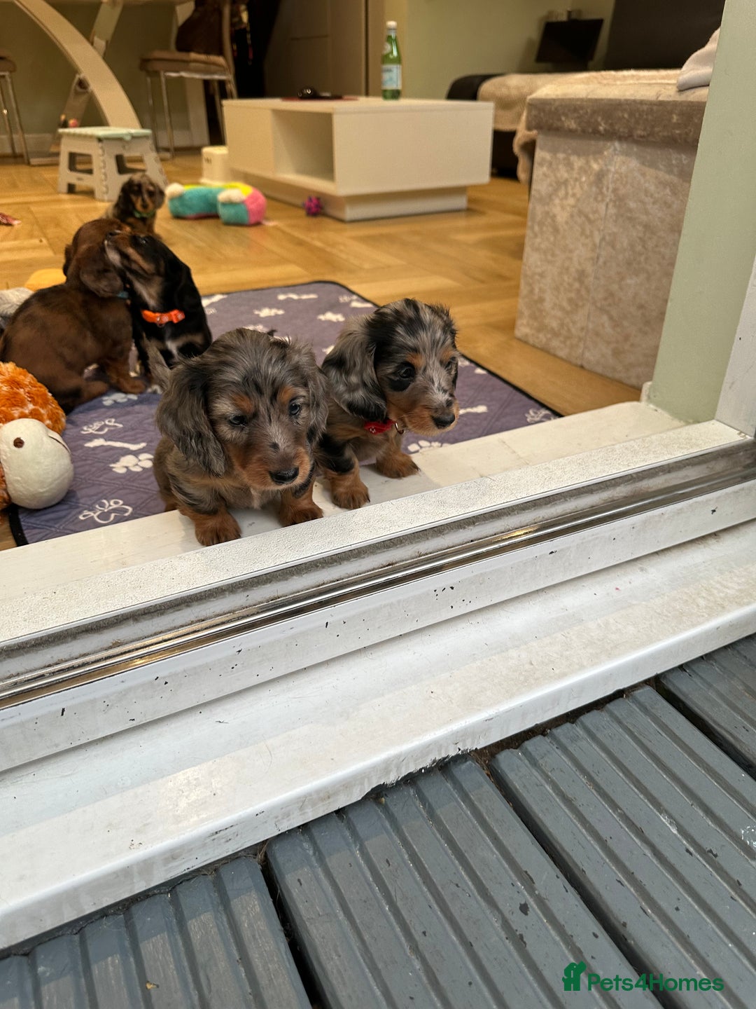 Dachshund dogs for sale: KC reg. Long hair miniature Dachshund puppies  - Image 17