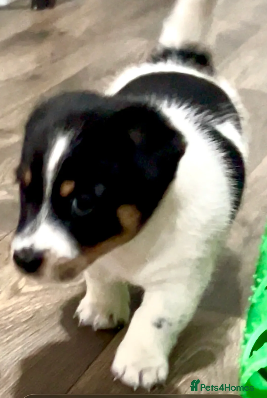 Jack Russell dogs for sale: Beautiful Jack Russell Terrier puppies available  - Advert 12