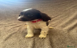Sprocker dogs for sale: Gorgeous Sprocker spaniel puppy - Image 3