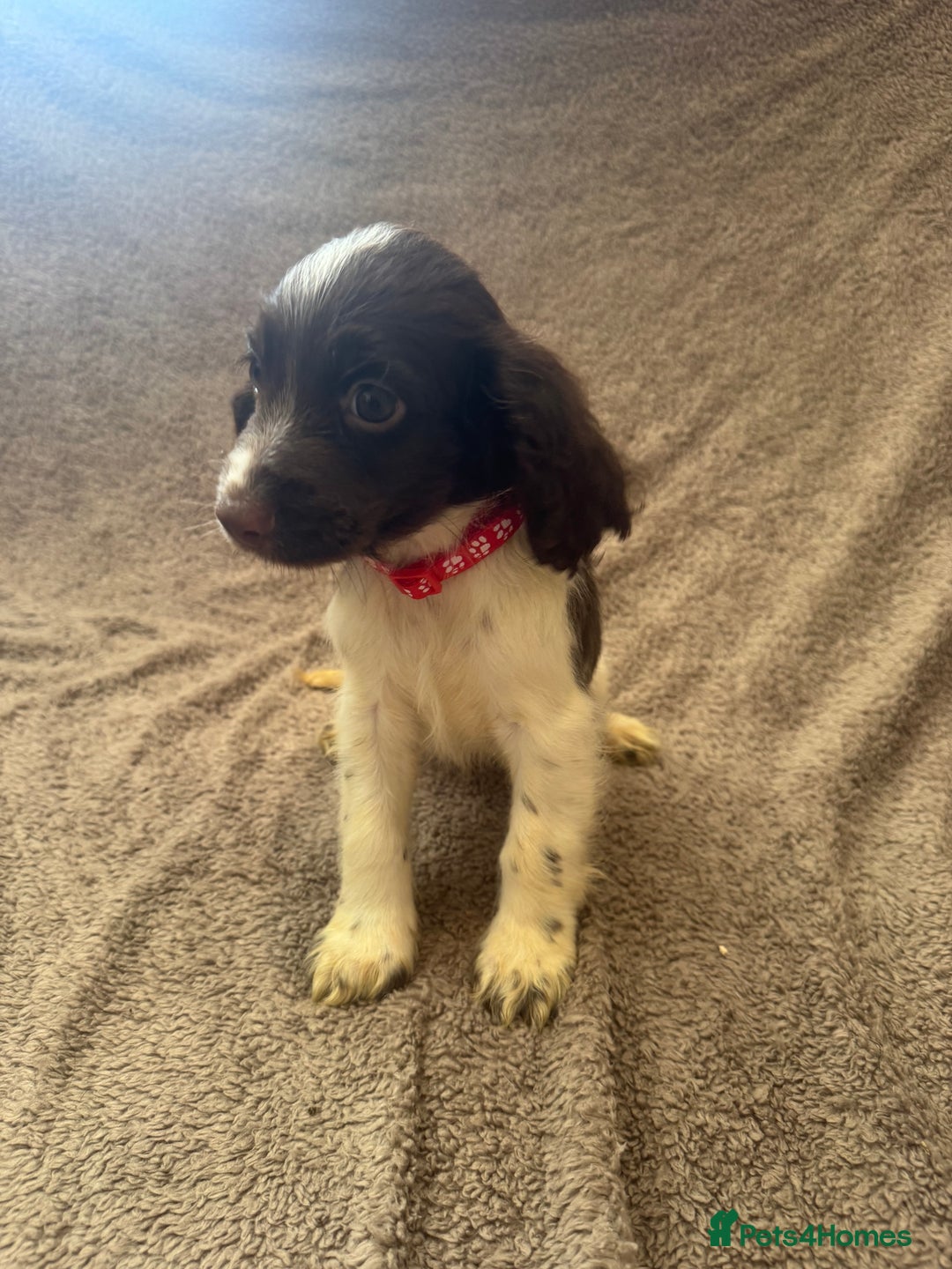 Sprocker dogs for sale: Gorgeous Sprocker spaniel puppy - Image 3