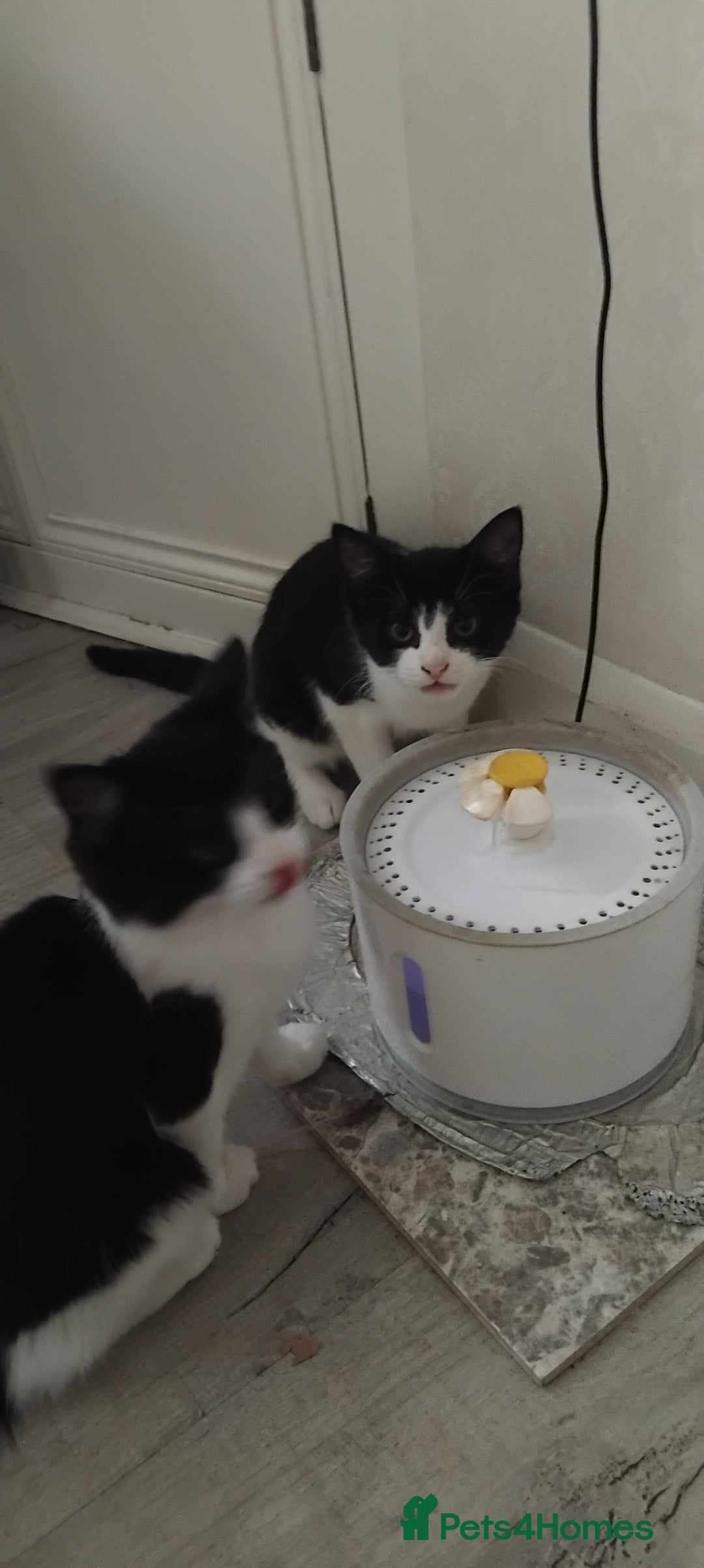 Domestic Shorthair cats for sale: Kittens for sale urgent - Advert 4