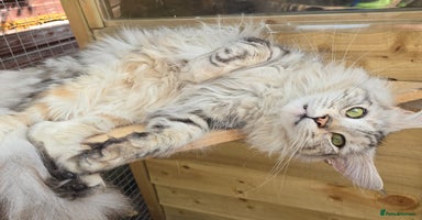Maine Coon cats - Advert 15