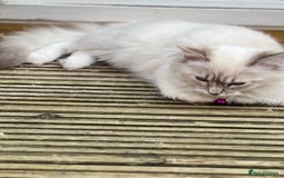 Ragdoll cats for sale: Tortie Lynx Flame Lynx pedigree Ragdolls - Image 19