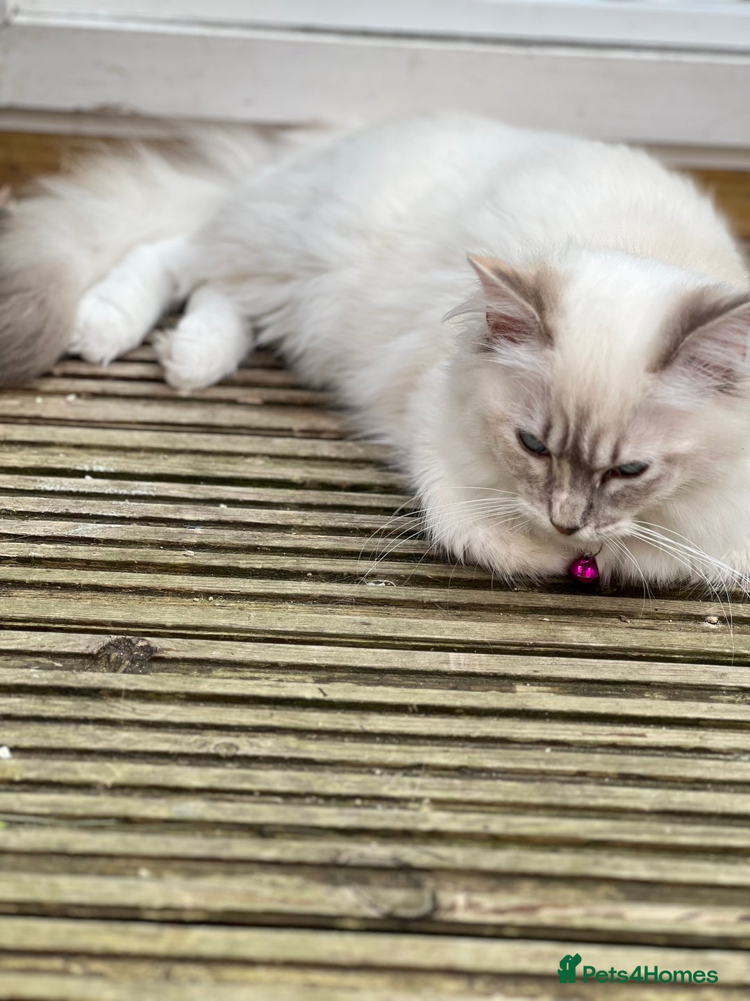 Ragdoll cats for sale: Tortie Lynx Flame Lynx pedigree Ragdolls - Image 19