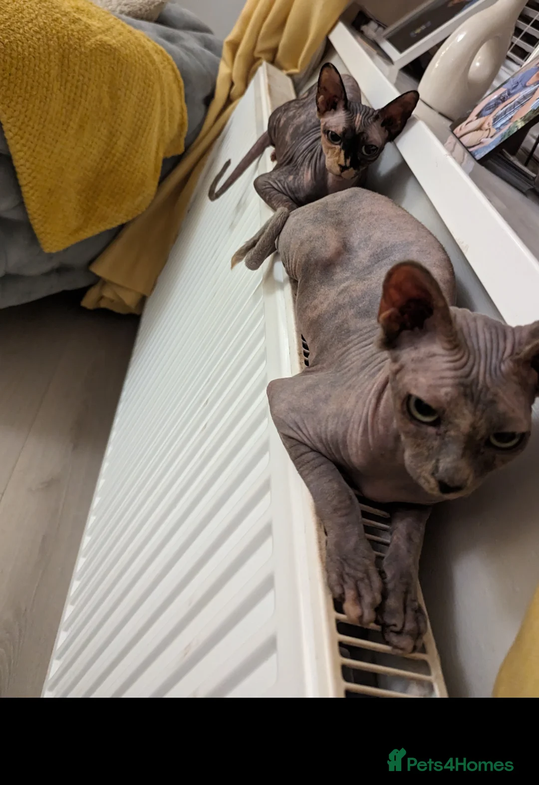 Sphynx cats for sale: Two female Sphynx for sale. Must go together! in Llanelli - Advert 8