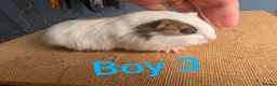 Guinea Pig rodents for sale: Funky breed baby guinea pigs  in Washington - Advert 18