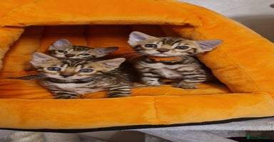 Bengal cats Beautiful kittens 🥰 - Advert 7