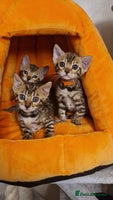 Bengal cats Beautiful kittens 🥰 - Advert 7