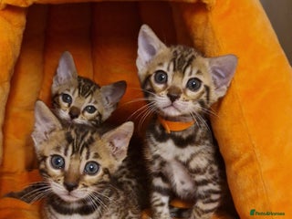 Bengal cats Beautiful kittens 🥰 - Advert 10