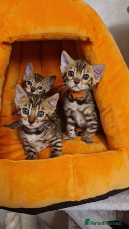Bengal cats Beautiful kittens 🥰 - Advert 3