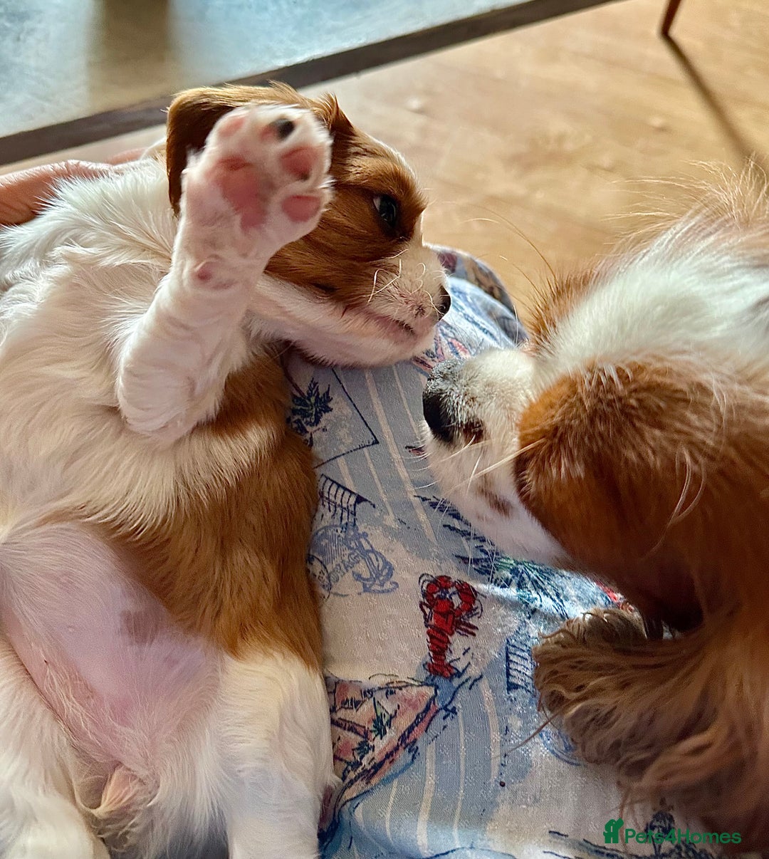 Cavalier King Charles Spaniel dogs for sale: Kc Cavalier King Charles Spaniel pups DNA tested  - Image 14