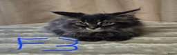 Maine Coon cats for sale: Maine coon kittens - Advert 4